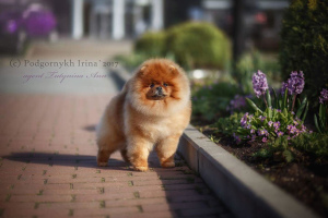 Photo №2 to announcement № 5237 for the sale of pomeranian - buy in Russian Federation breeder