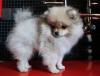 Additional photos: Pomeranian girl, standard