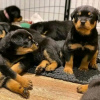 Photo №1. rottweiler - for sale in the city of Borlänge | 375$ | Announcement № 13386