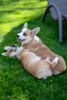 Additional photos: Very beautiful Pembroke Welsh Corgi puppy for sale