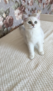 Photo №1. british shorthair - for sale in the city of Minsk | Negotiated | Announcement № 3508