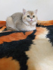 Photo №4. I will sell scottish fold in the city of Измир. from nursery - price - negotiated
