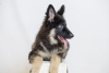 Photo №1. german shepherd - for sale in the city of Калифорния Сити | 1500$ | Announcement № 9240