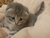 Photo №2 to announcement № 10796 for the sale of scottish fold - buy in Russian Federation private announcement