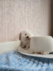 Photo №4. I will sell pomeranian in the city of Rylsk. private announcement - price - 350$