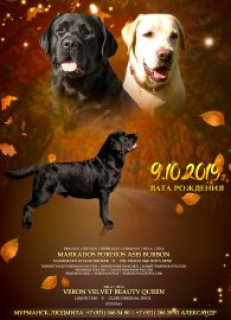 Photo №4. I will sell labrador retriever in the city of Murmansk. breeder - price - 484$