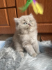 Photo №2 to announcement № 109698 for the sale of british longhair - buy in Germany private announcement, breeder