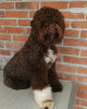 Additional photos: Lagotto Romagnolo, reservation puppies