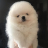 Photo №2 to announcement № 43291 for the sale of pomeranian - buy in Saudi Arabia private announcement, from nursery, from the shelter, breeder