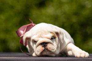 Photo №1. english bulldog - for sale in the city of Minsk | negotiated | Announcement № 2341