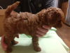 Photo №4. I will sell poodle (dwarf) in the city of Gomel. private announcement - price - 1604$
