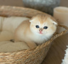 Photo №1. scottish fold - for sale in the city of New Orleans | 296$ | Announcement № 122983