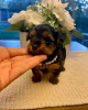 Photo №2 to announcement № 123119 for the sale of yorkshire terrier - buy in United States breeder