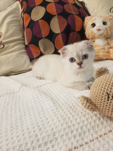 Photo №4. I will sell scottish straight, scottish fold in the city of Minsk. from nursery - price - 350$
