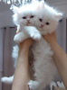 Photo №1. persian cat - for sale in the city of Helsinki | 349$ | Announcement № 72817
