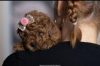 Additional photos: Red toy poodles and toy poodles