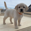 Photo №2 to announcement № 9079 for the sale of labrador retriever - buy in Russian Federation 