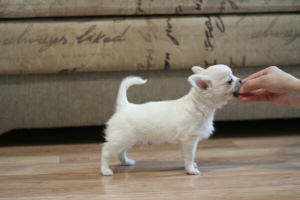 Photo №3. Chihuahua dsh puppies (males) are available for reserve. Russian Federation