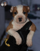 Additional photos: American Staffordshire Terrier