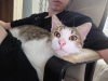 Photo №3. A wonderful cat is looking for a home.. Russian Federation