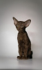Photo №1. oriental shorthair - for sale in the city of St. Petersburg | 40000$ | Announcement № 9731