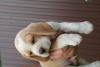 Photo №4. I will sell beagle in the city of Bryansk. from nursery - price - negotiated