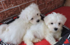 Photo №1. maltese dog - for sale in the city of Sydney | negotiated | Announcement № 33274