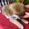 Photo №2 to announcement № 7479 for the sale of akita - buy in Russian Federation breeder