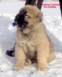 Photo №2 to announcement № 1231 for the sale of caucasian shepherd dog - buy in Russian Federation from nursery