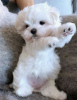 Photo №2 to announcement № 107567 for the sale of maltese dog - buy in France private announcement