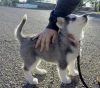 Photo №1. siberian husky - for sale in the city of Riga | negotiated | Announcement № 111618