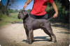 Additional photos: Cane Corso puppies