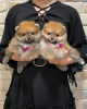 Photo №1. pomeranian - for sale in the city of Aix-en-Provence | negotiated | Announcement № 17345