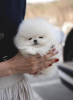 Photo №4. I will sell pomeranian in the city of Berlin. private announcement - price - 370$