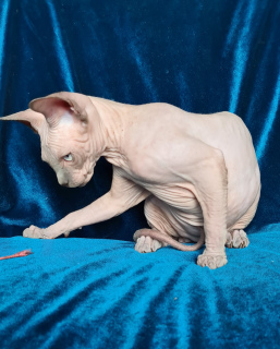 Photo №2 to announcement № 6710 for the sale of sphynx-katze - buy in Ukraine from nursery