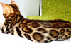 Photo №1. bengal cat - for sale in the city of Москва | 651$ | Announcement № 82414