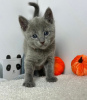 Photo №1. russian blue - for sale in the city of Калифорния Сити | 220$ | Announcement № 83552