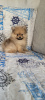 Photo №3. Pomeranian boy. Belarus