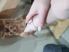 Photo №1. abyssinian cat - for sale in the city of Майдаково | 179$ | Announcement № 20258