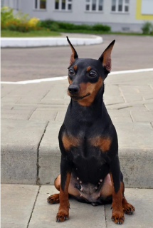 Photo №1. miniature pinscher - for sale in the city of Kaliningrad | Negotiated | Announcement № 4715