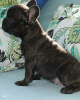 Photo №3. healthy French Bulldog puppies. Germany