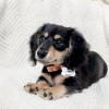 Photo №1. dachshund - for sale in the city of Etaba | 423$ | Announcement № 105186