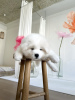 Photo №2 to announcement № 97167 for the sale of samoyed dog - buy in Germany 