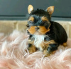 Photo №1. yorkshire terrier - for sale in the city of Helsinki | 423$ | Announcement № 114203