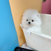 Photo №3. Beautiful Pomeranian puppies available.. United Kingdom