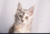 Additional photos: Maine Coon Cattery offers kittens of different ages