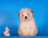 Additional photos: Maltipoo F1 puppies girls mini