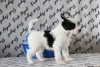 Photo №4. I will sell chinese crested dog in the city of Москва. from nursery - price - 325$