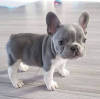 Photo №1. french bulldog - for sale in the city of Puerto Princesa | negotiated | Announcement № 51359