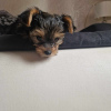 Photo №3. Yorkshire Terrier puppy. Poland